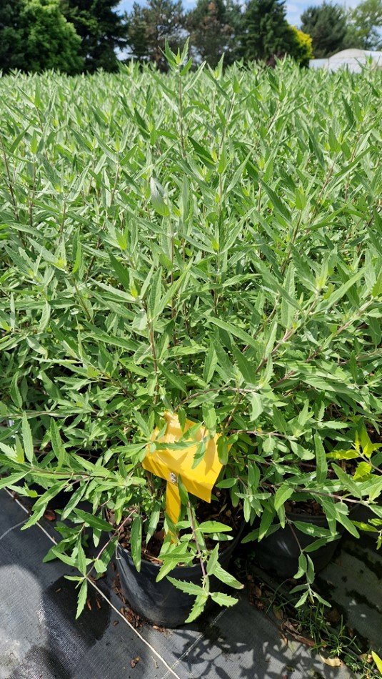 Daugiametė gėlė, sėpenė, vazonas 5 l.