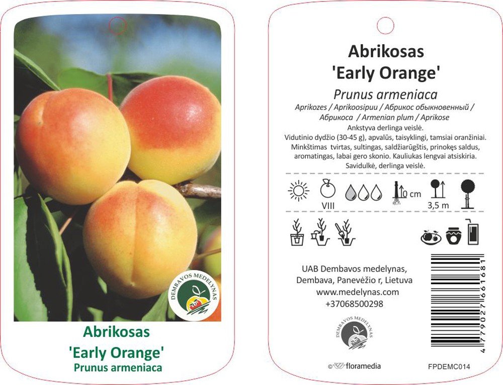 Vaismedis, abrikosas “Early Orange” (Prunus armeniaca)