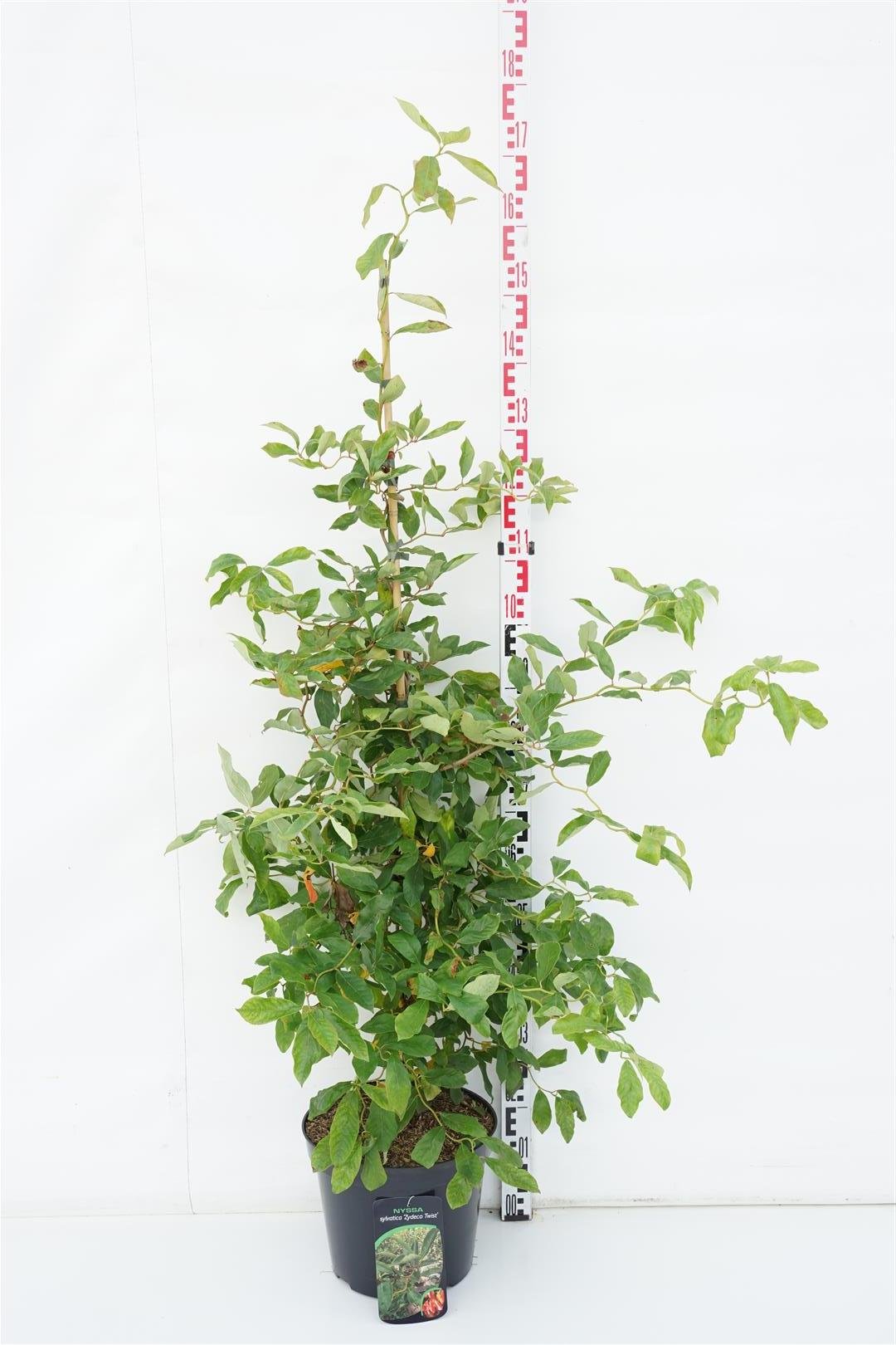 Dekoratyvinis medis, nisa miškinė "Zydeco Twist", aukštis 100-125 cm., vazonas 12 l.