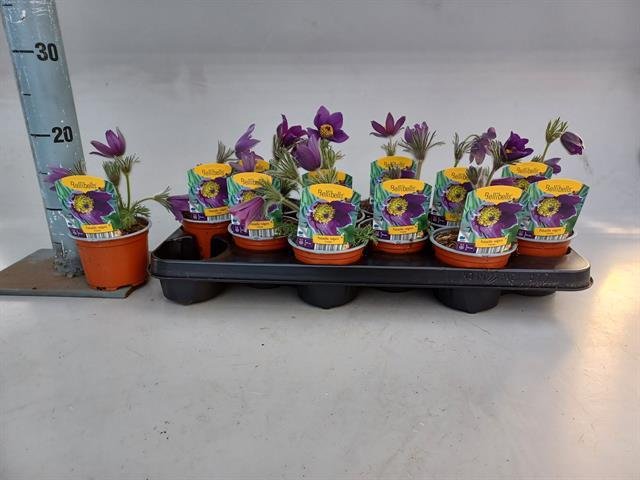 Daugiametė gėlė, šilagėlė, vazonėlio skersmuo 10 cm.