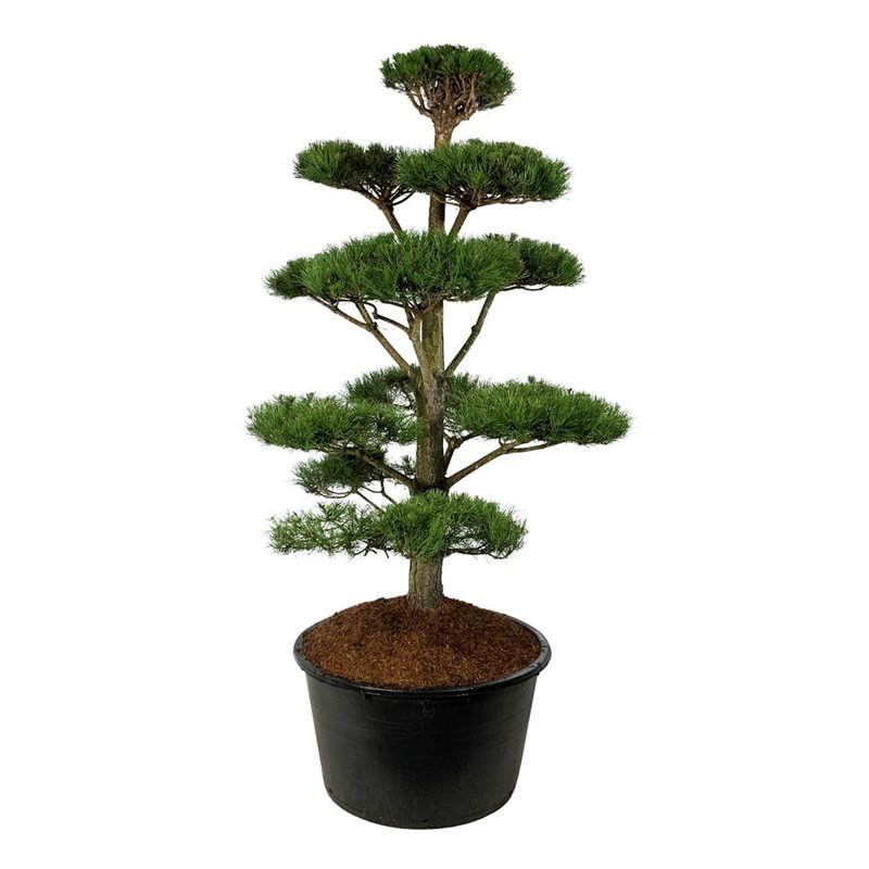 Spygliuotis, pušis juodoji (bonsai), aukštis 175-200 cm., vazonas 285 l.