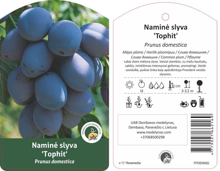 Vaismedis, slyva "Tophit", vazonas 20 l.