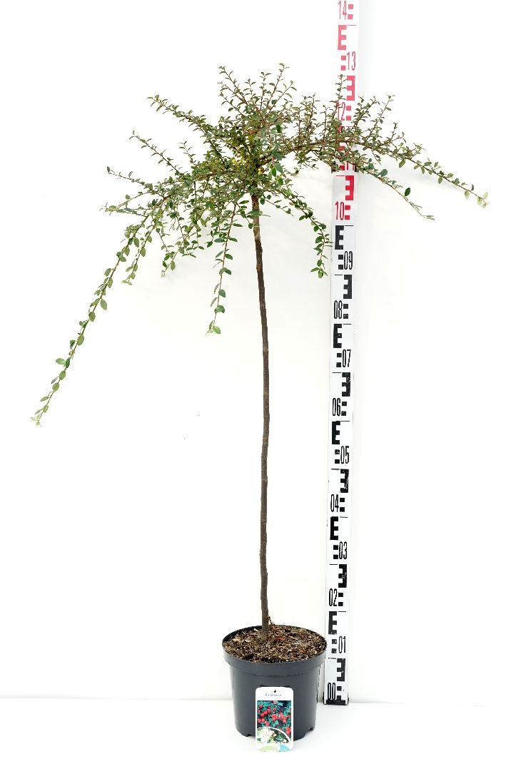 Dekoratyvinis krūmas, kaulenis švedinis "Coral Beauty", ant stiebo, aukštis 80 cm., vazonas 4 l.