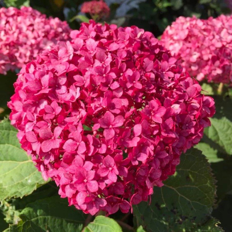 Dekoratyvinis krūmas, šluotelinė hortenzija "Magical Matterhorn", vazonėlio skersmuo 23 cm.