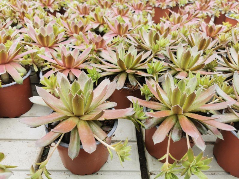 Alpinariumo augalas, perkūnropė, vazonėlio skersmuo 12 cm.