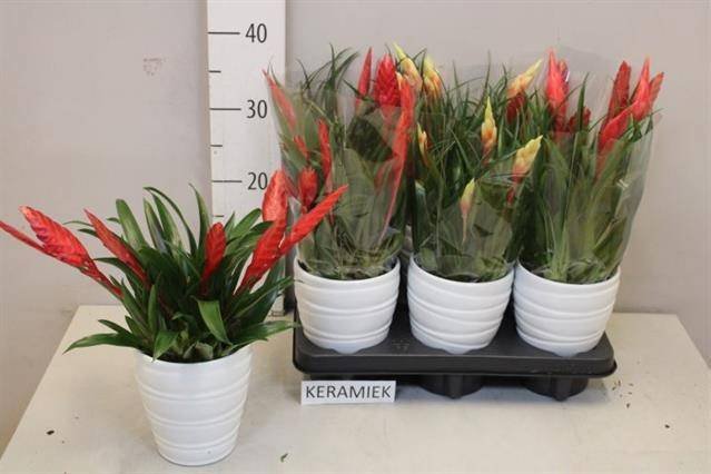 Kambarinis augalas, vriezija, keraminiame vazonėlyje, vazonėlio skersmuo 12 cm.