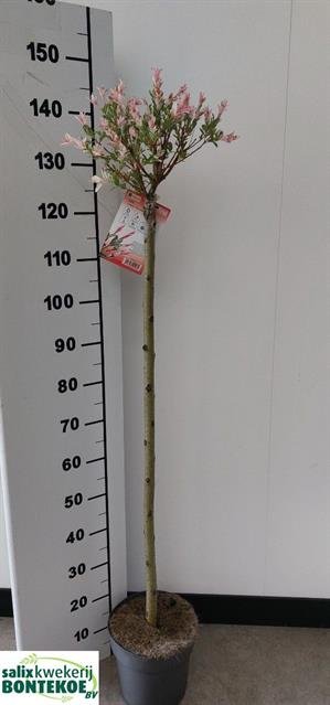 Dekoratyvinis medis, gluosnis "Flamingo", vazonėlio skersmuo 23 cm.
