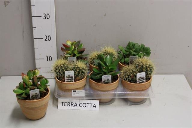 Kambarinis augalas, sukulentas/kaktusas, moliniame vazonėlyje, vazonėlio skersmuo 12 cm.