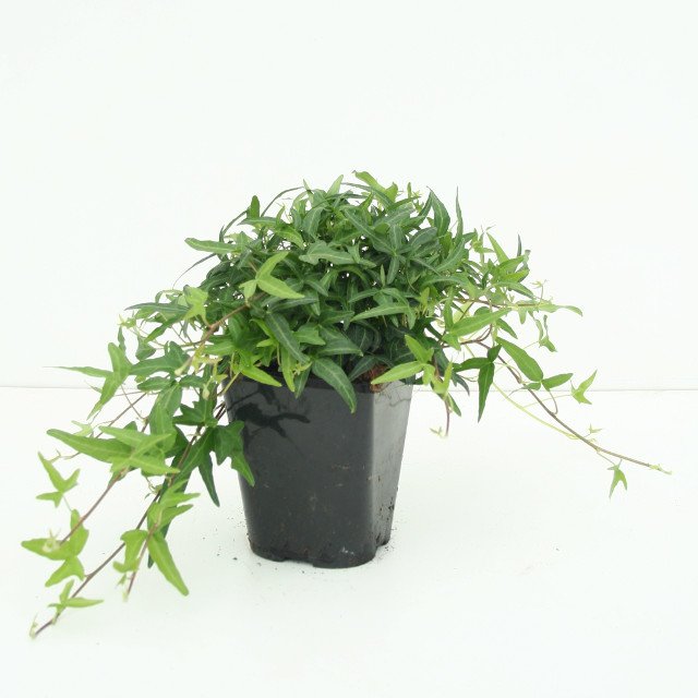 Vijoklinis augalas, gebenė lipikė Hibernica, vazonėlio skersmuo 10,5 cm.