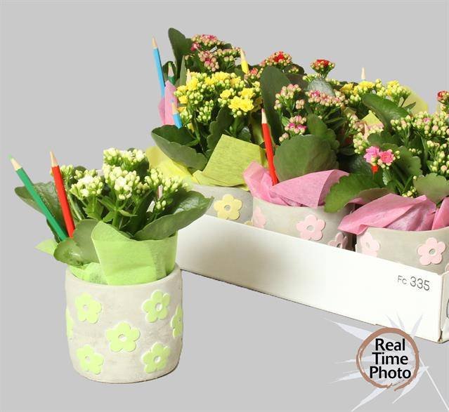 Kambarinis augalas, kalankė, keraminiame vazonėlyje, vazonėlio skersmuo 11 cm.