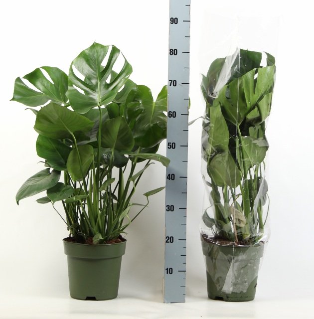 Kambarinis augalas, monstera "Deliciosa", vazonėlio skersmuo 27 cm.