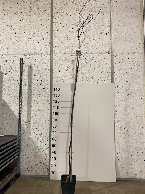 Dekoratyvinis medis, sakura "Xcistena", vazonėlio skersmuo 23 cm.