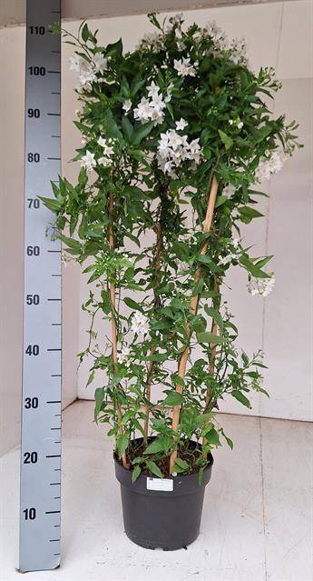 Dekoratyvinis krūmas, jazminas žvaigždinis, vazonėlio skersmuo 21 cm.