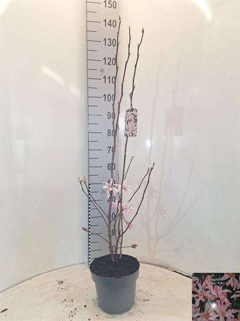 Dekoratyvinis medis, magnolija "St Rosea", vazonėlio skersmuo 23 cm.