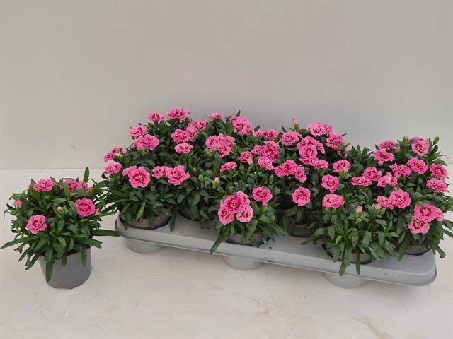 Daugiametė gėlė, gvazdikėlis "Pink", vazonėlio skersmuo 11 cm.