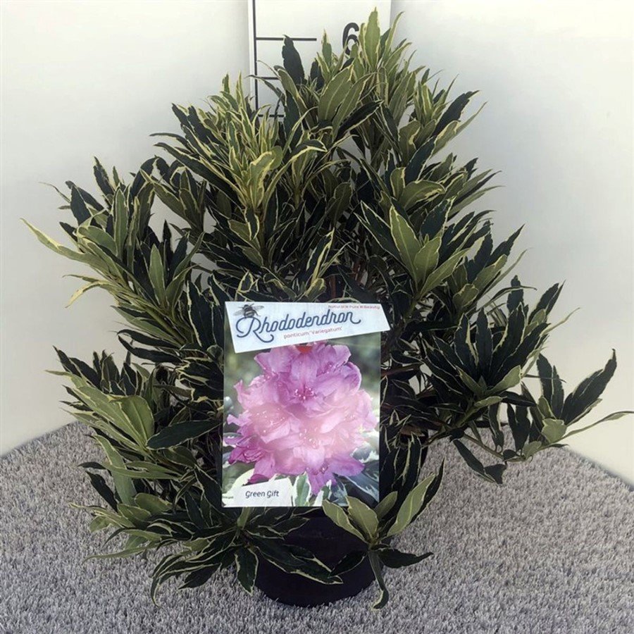 Dekoratyvinis krūmas, rododendras paprastasis "Variegatum", vazonas 10 l.