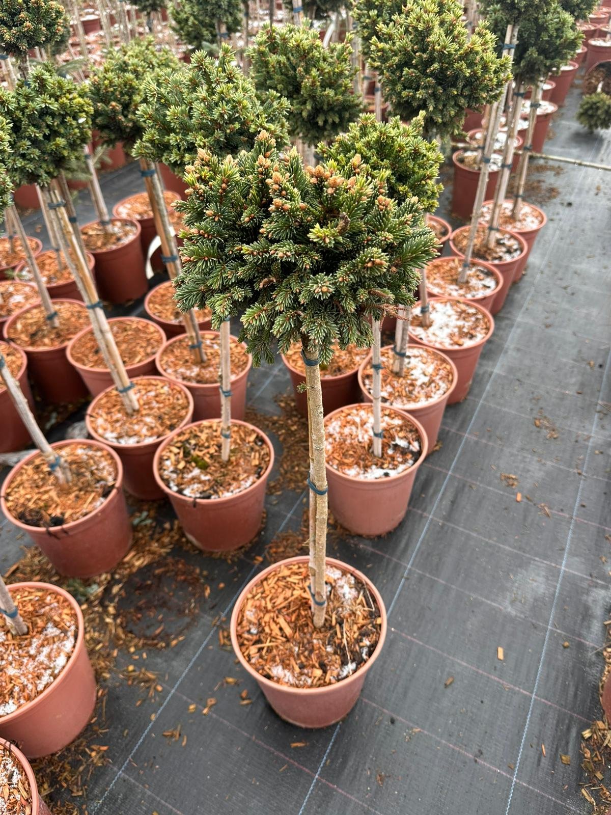 Spygliuotis, eglė paprastoji "WB Plane", ant stiebo, vazonėlio skersmuo 22 cm.