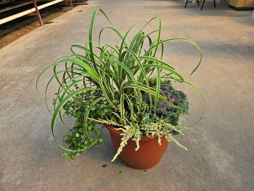 Vienmetė gėlė, rudeninių gėlių kompozicija PDB, vazonėlio skersmuo 36 cm.