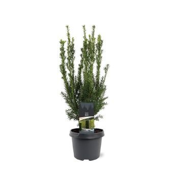Spygliuotis, kukmedis tarpinis "Hillii", vazonėlio skersmuo 19 cm.