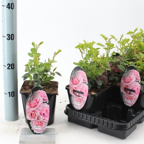 Daugiametė gėlė, rožė "Evy", vazonėlio skersmuo 14 cm.