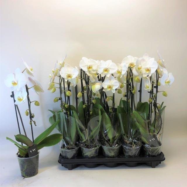Kambarinis augalas, orchidėja "El Cascade", vazonėlio skersmuo 12 cm.