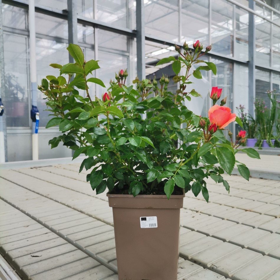 Daugiametė gėlė, rožių krūmas, vazonas 5 l.