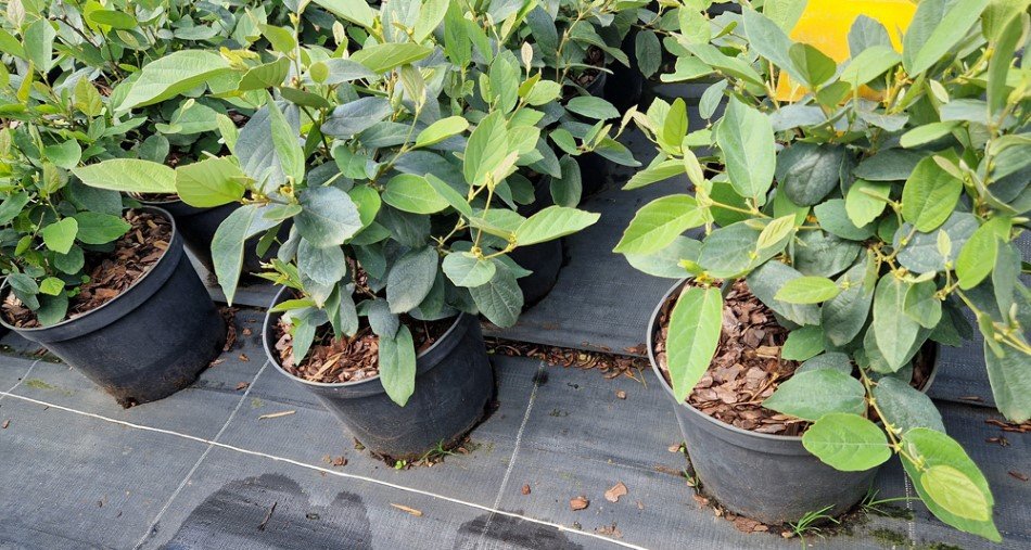 Dekoratyvinis krūmas, vokarnis, vazonas 5 l.