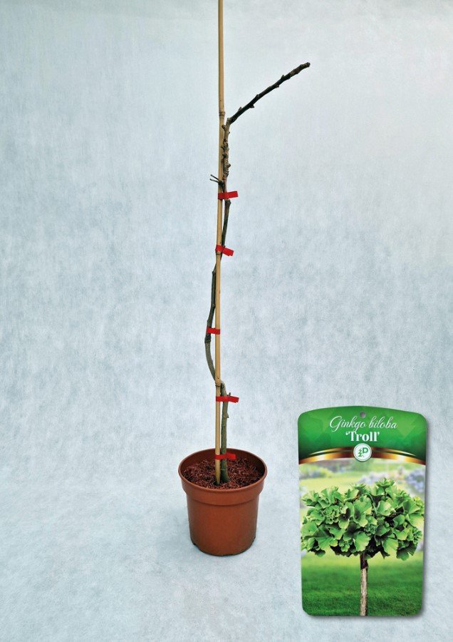 Dekoratyvinis medis, dviskiautis ginkmedis "Troll", vazonas 3 l.