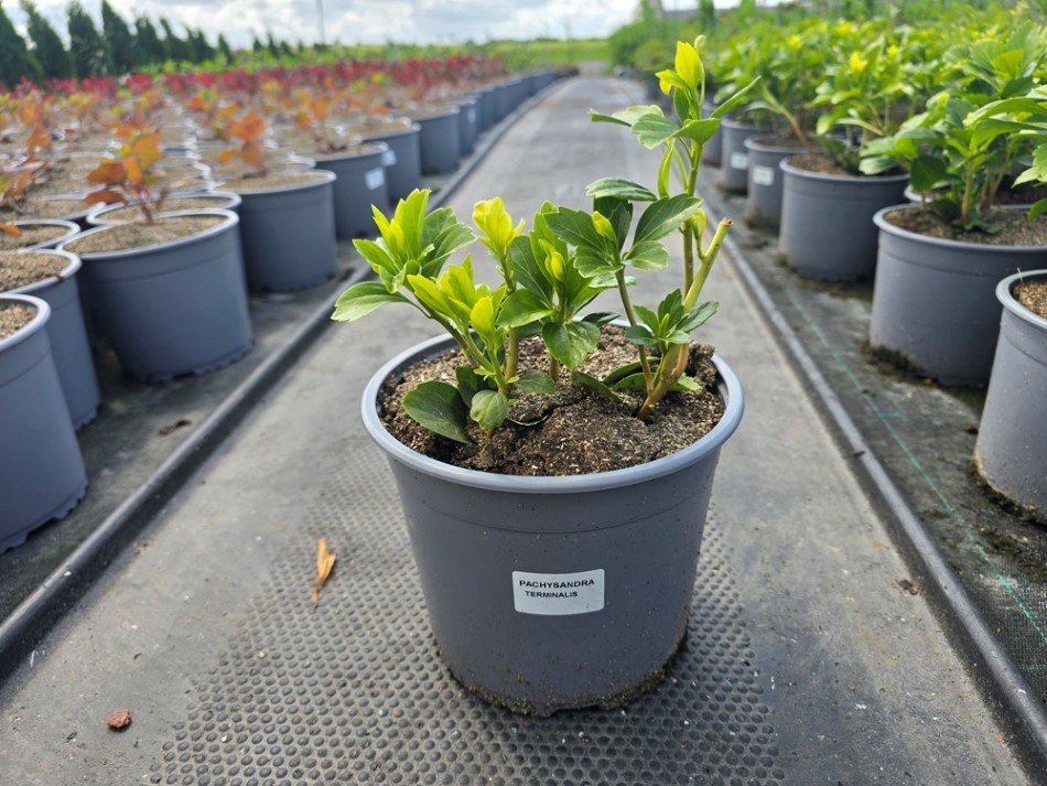 Šliaužiantis augalas, viršūnžiedė mietveinė (Pachisandra), vazonėlio skersmuo 19 cm.