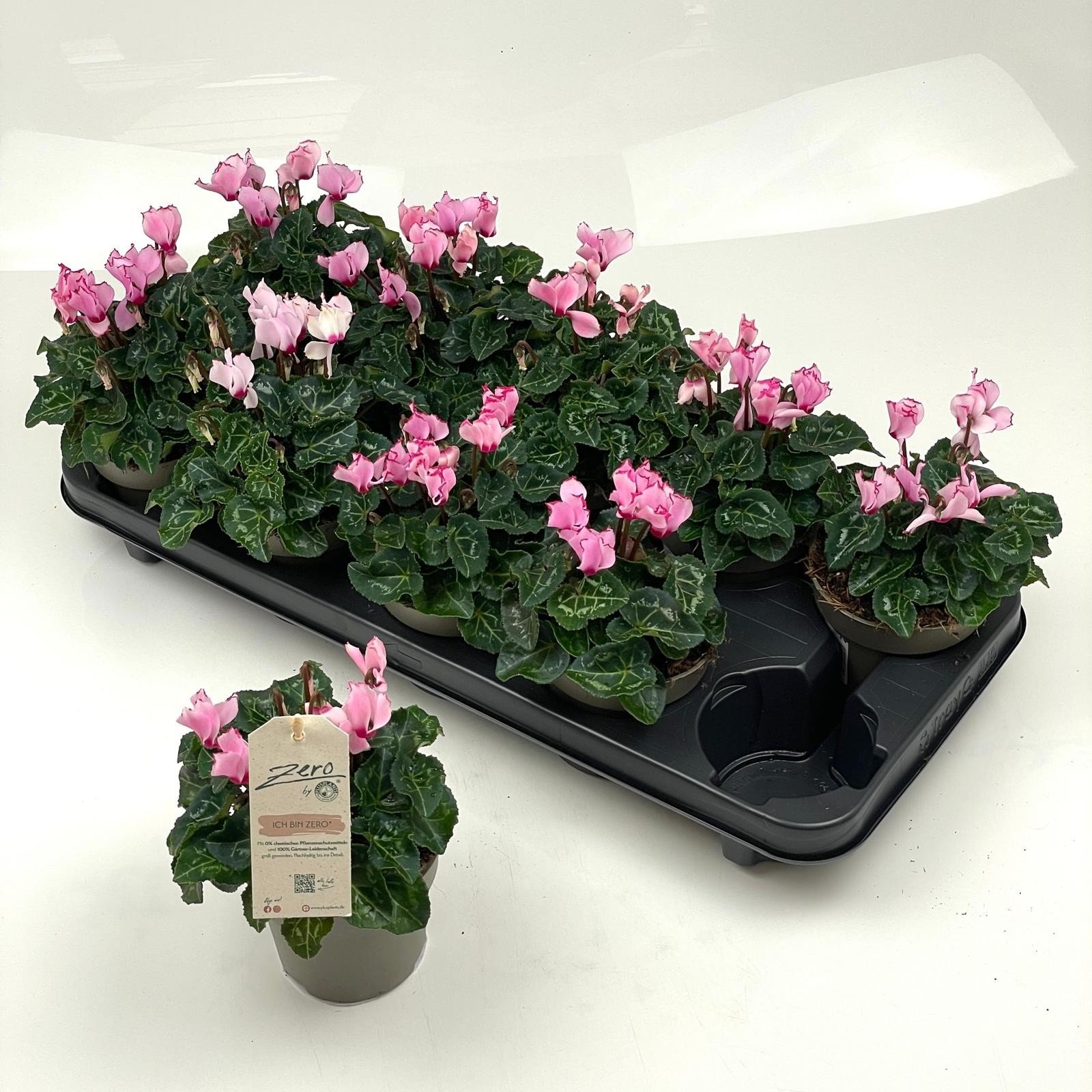 Kambarinis augalas, ciklamenas "Garden P", vazonėlio skersmuo 11 cm.