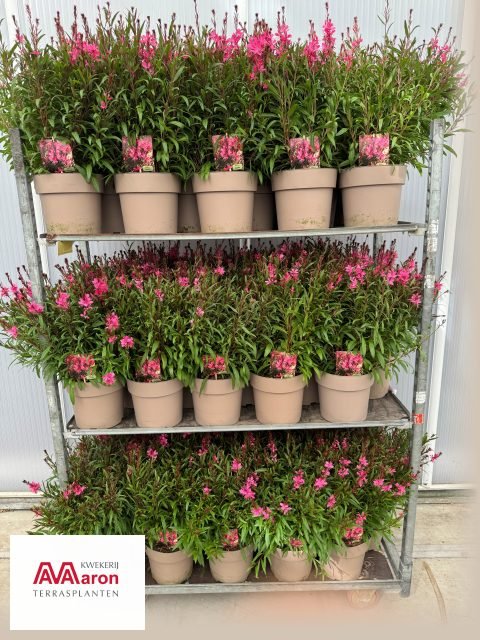 Daugiametė gėlė, gaura "Comp pink", vazonėlio skersmuo 23 cm.