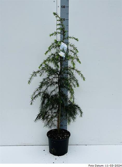 Spygliuotis, kedras himalajinis, vazonėlio skersmuo 26 cm.