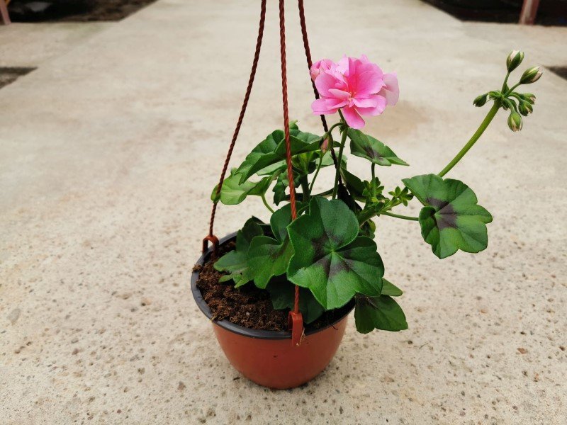 Vienmetė gėlė, pelargonija, pakabinamame vazone, vazono skersmuo 23 cm.