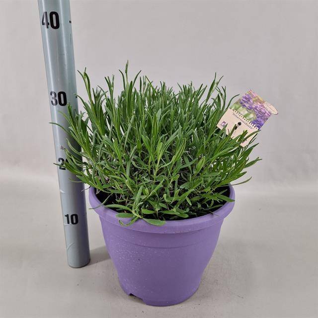Daugiametė gėlė, levanda "Intermedia", vazonėlio skersmuo 23 cm.