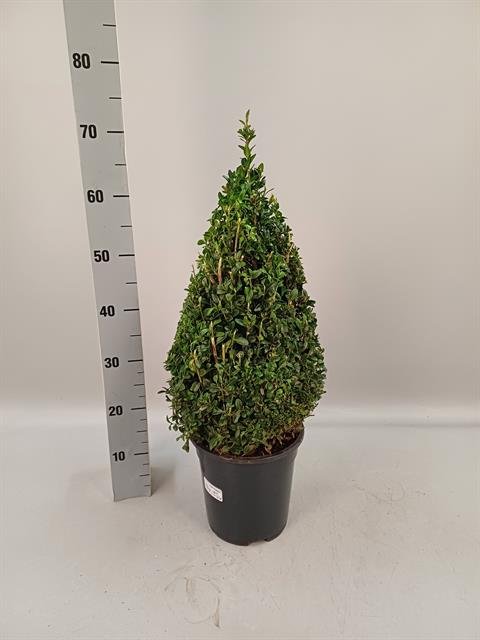 Dekoratyvinis krūmas, buksmedis, piramidės formos, vazonėlio skersmuo 21 cm.