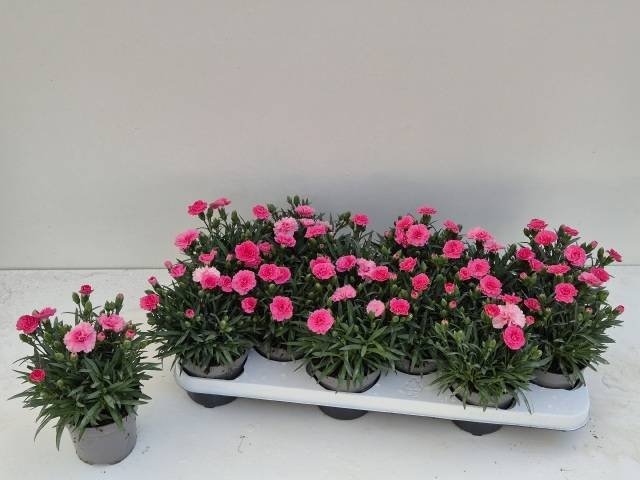 Daugiametė gėlė, gvazdikas "I Love U", vazonėlio skersmuo 11 cm.