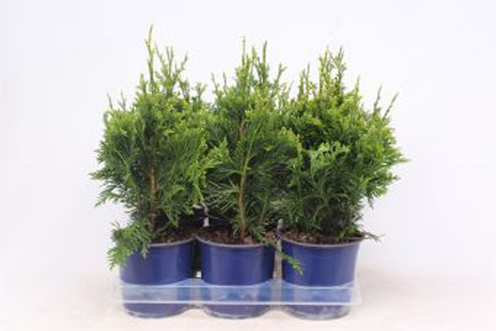 Spygliuotis, didžioji tuja "Can Can", augalo aukštis 45 cm., vazonėlio skersmuo 15 cm.