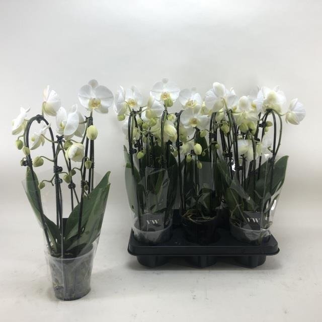 Kambarinis augalas, orchidėja "El Cascade", 3 šakos, vazonėlio skersmuo 12 cm.
