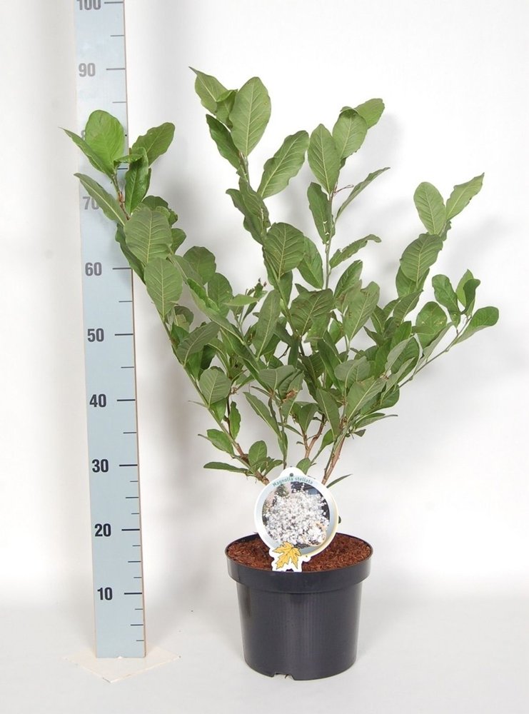 Dekoratyvinis medis, magnolija žvaigždėtoji, aukštis 60-80 cm., vazonas 5 l.