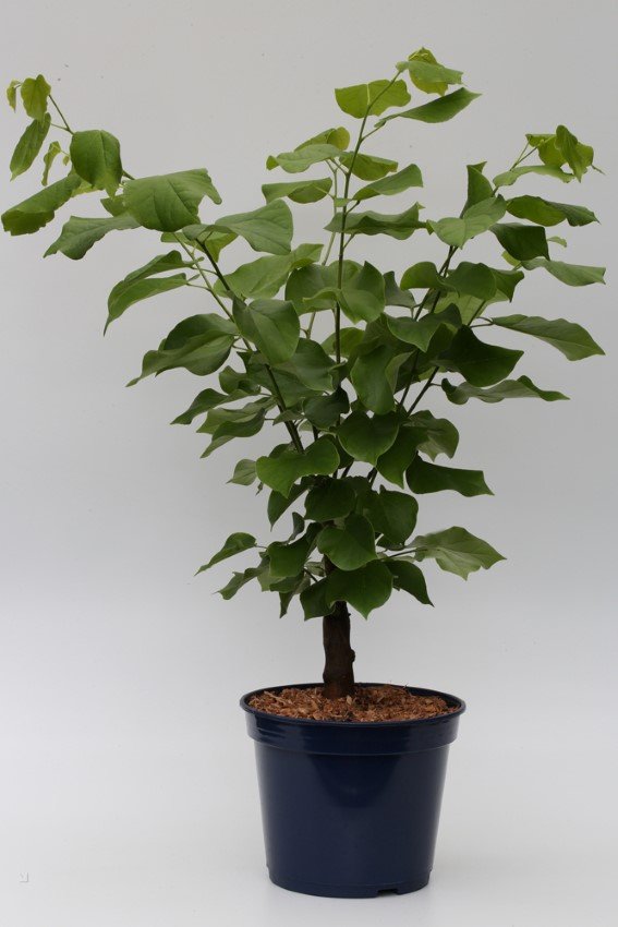 Dekoratyvinis medis, cercis kininis Shirobana, vazonas 5 l
