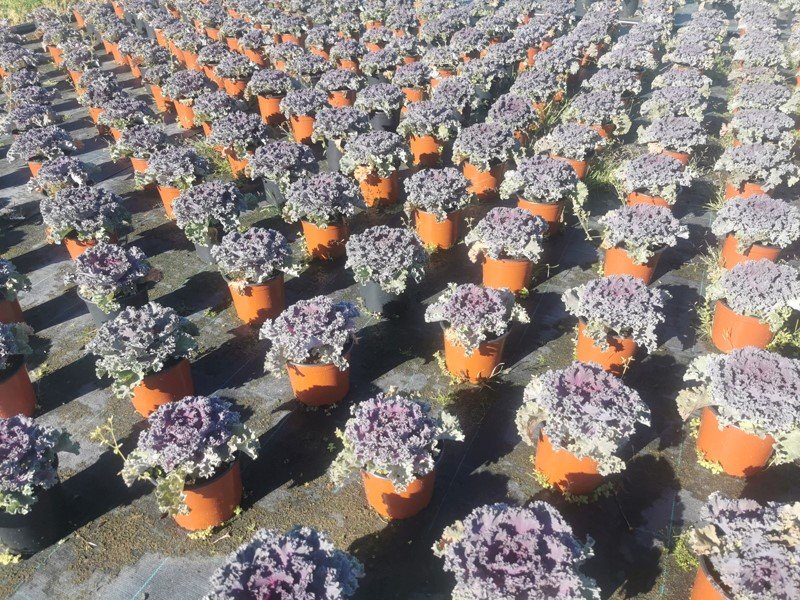 Vienmetė gėlė, dekoratyvinis kopūstas, vazonėlio skersmuo 12 cm.