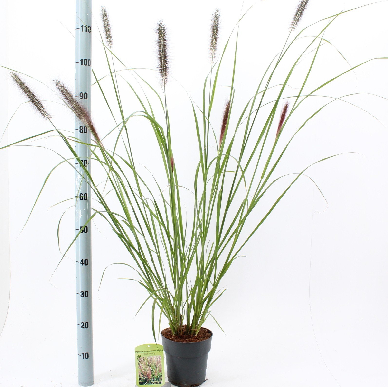 Žolinis augalas, soruolė "Black Beauty", vazonėlio skersmuo 17 cm.