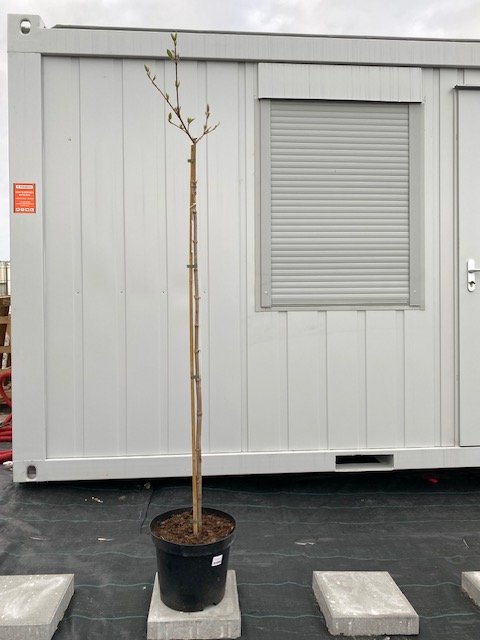 Dekoratyvinis krūmas, putinas "Carlcephalum", vazonėlio skersmuo 30 cm.