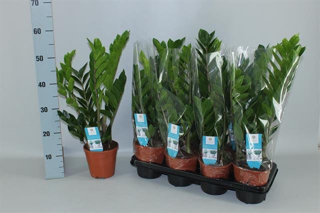 Kambarinis augalas, zamiokulkas "Zamiifolia", vazonėlio skersmuo 14 cm.