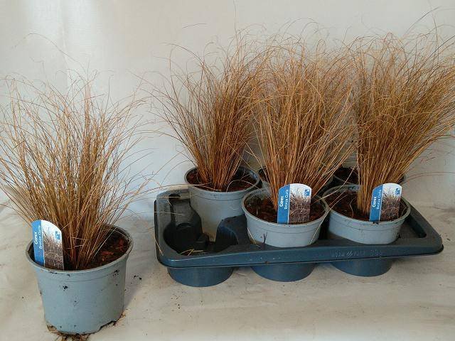 Žolinis augalas, viksva "Bronze Form", vazonėlio skersmuo 17 cm.