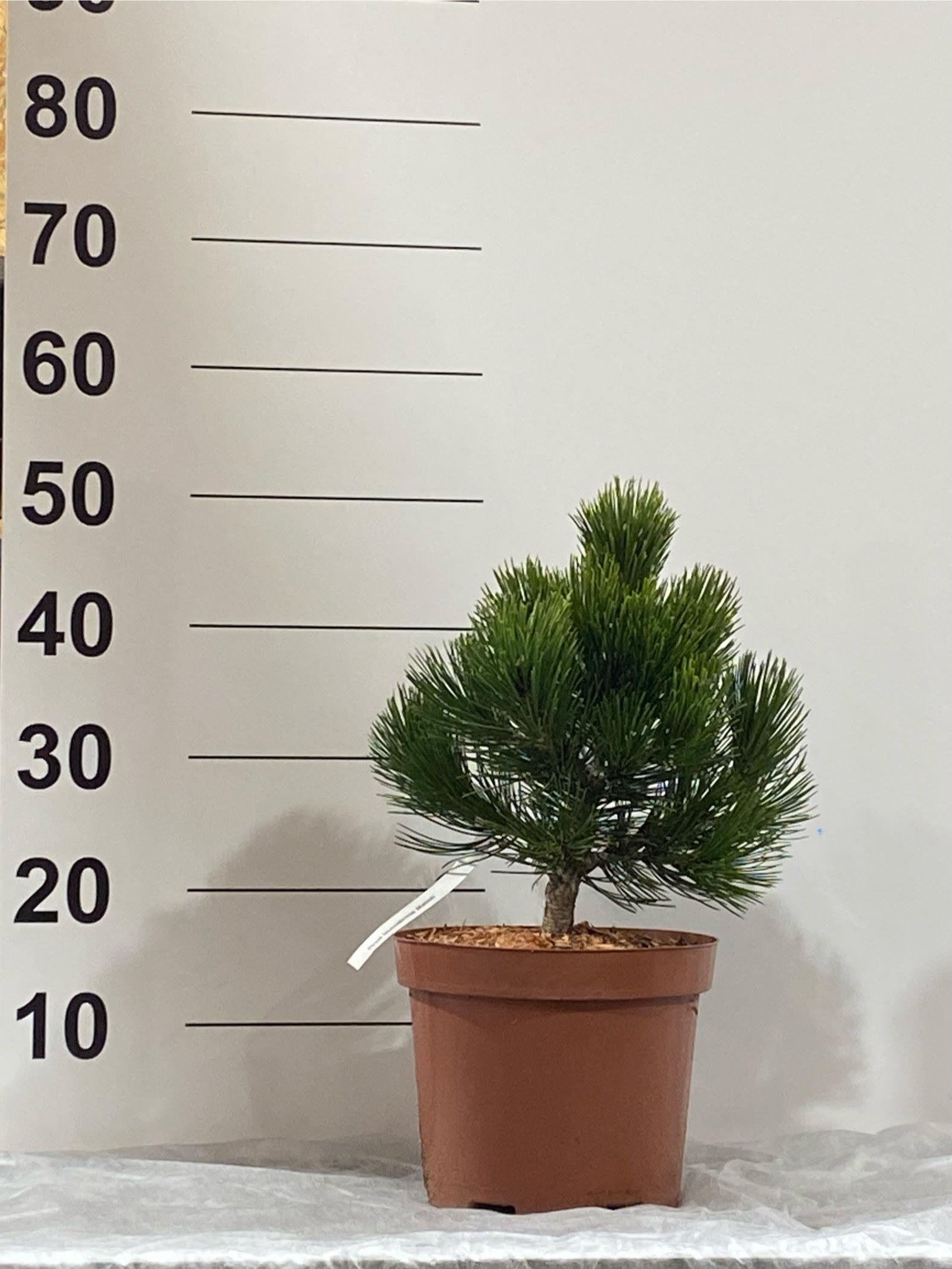 Spygliuotis, pušis "Malinki", vazonėlio skersmuo 23 cm.