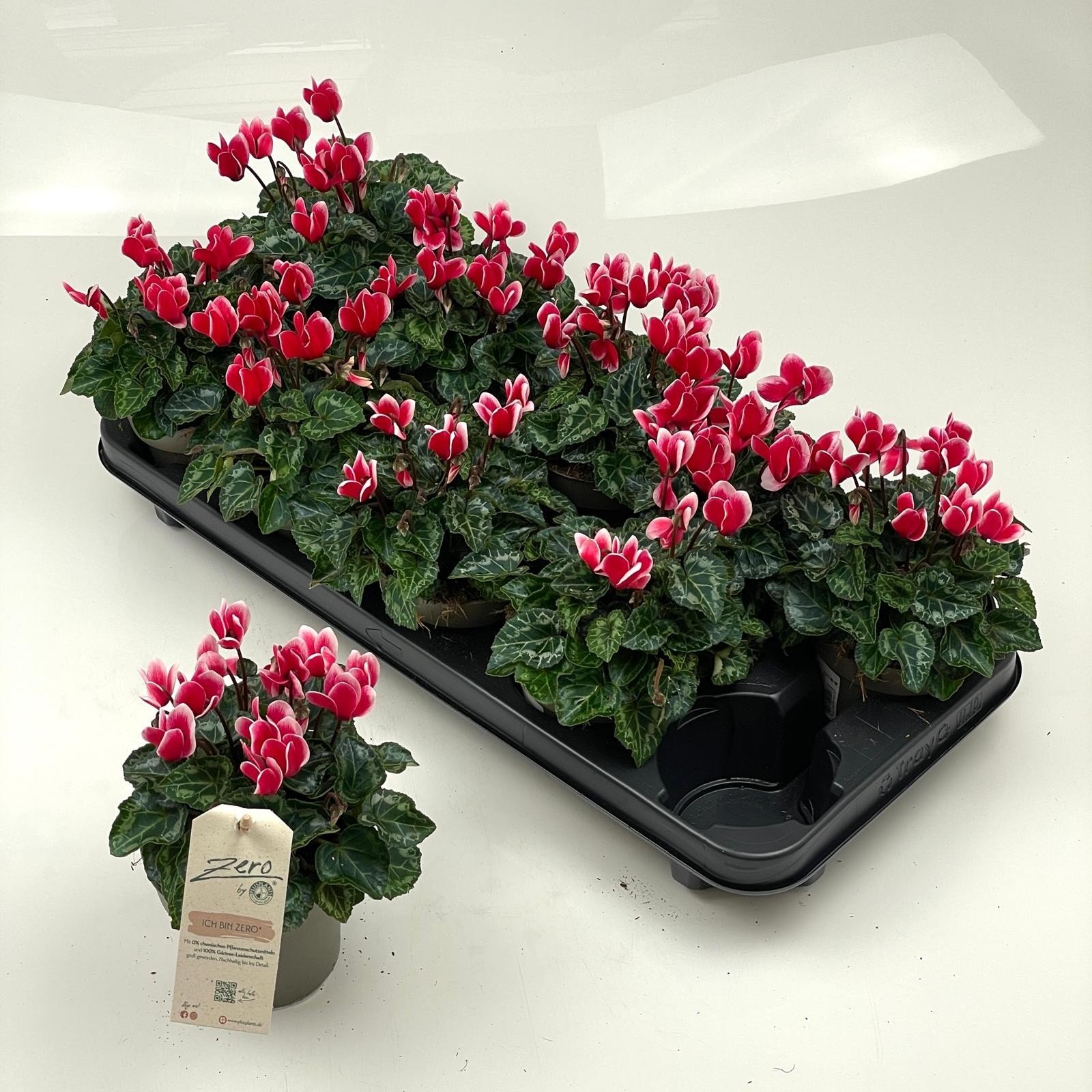 Kambarinis augalas, ciklamenas "Garden R", vazonėlio skersmuo 11 cm.