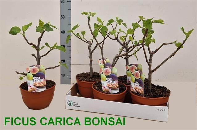 Vaismedis, figa (bonsai), vazonėlio skersmuo 19 cm.
