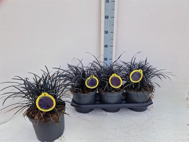 Žolinis augalas, gyvatbarzdė japoninė, vazonėlio skersmuo 19 cm.