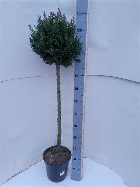 Spygliuotis, puskiparisis "Columnaris", vazonėlio skersmuo 24 cm.